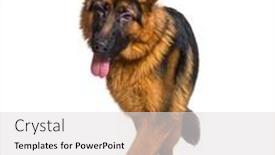  Presentation with german - Presentation design with panting-german-shepherd-walking background and a light gray colored foreground