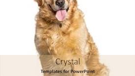  Presentation with dog - Cool new theme with panting-golden-retriever-dog-sitting backdrop and a coral colored foreground