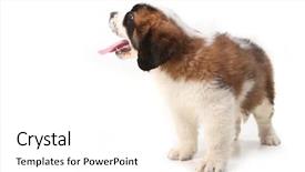  Presentation with saint - Slides enhanced with panting happy saint bernard looking background and a  colored foreground