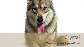  Presentation with eight - Theme enhanced with panting-lying-down-american-wolfdog background and a coral colored foreground