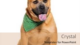  Presentation with white green - PPT theme with panting-mixed-breed-dog-between background and a coral colored foreground