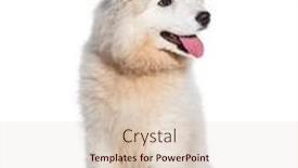  Presentation with old dog - PPT theme featuring panting-puppy-four-months-old background and a lemonade colored foreground