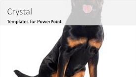  Presentation with deutsche deutsch rottweiler guard dog - Slide deck having panting-rottweiler-isolated-on-white background and a white colored foreground