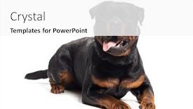  Presentation with 3d white - Slide set featuring panting-rottweiler-isolated-on-white background and a white colored foreground