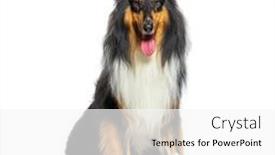  Presentation with rough - PPT theme enhanced with panting-rough-collie-dog-sit background and a white colored foreground