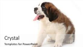  Presentation with saint - PPT layouts with panting saint bernard puppy looking background and a  colored foreground