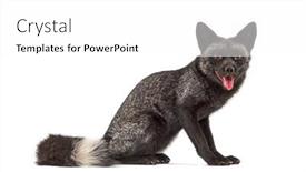  Presentation with fox - Slide set consisting of panting-silvers-fox-looking background and a white colored foreground