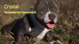  Presentation with forward - Colorful presentation theme enhanced with panting with its tongue exposed backdrop and a tawny brown colored foreground