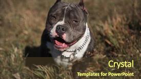  Presentation with forward - Presentation theme featuring panting with its tongue exposed background and a tawny brown colored foreground