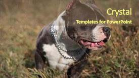  Presentation with tongue - Slide deck enhanced with panting with its tongue exposed background and a tawny brown colored foreground