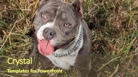  Presentation with jolly - PPT theme having panting with its tongue exposed background and a tawny brown colored foreground