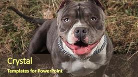  Presentation with bully - Presentation design with panting with its tongue exposed background and a tawny brown colored foreground