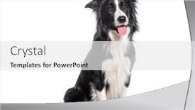  Presentation with black gold border vignette - Presentation with panting-young-black-and-white background and a white colored foreground