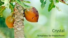  Presentation with papaya - Beautiful PPT theme featuring papaya fruits in the tree backdrop and a mint green colored foreground