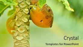  Presentation with papaya - Slide set with papaya fruits in the tree background and a mint green colored foreground