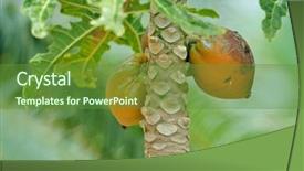  Presentation with papaya - Slide set featuring papaya fruits in the tree background and a tawny brown colored foreground
