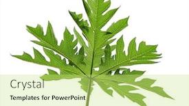  Presentation with papaya - Presentation design with papaya palmate leaf isolated on white background background and a yellow colored foreground