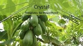  Presentation with growing tree - Beautiful PPT theme featuring papaya tree fruits growing backdrop and a yellow colored foreground