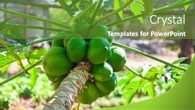  Presentation with green papaya - PPT theme featuring papaya-tree-in-the-garden background and a tawny brown colored foreground