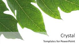  Presentation with papaya - Beautiful PPT theme featuring papaya tree leaf backdrop and a white colored foreground