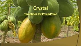  Presentation with plantation - Amazing presentation theme having papayas in the tree backdrop and a tawny brown colored foreground