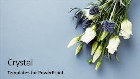  Presentation with holly - Slide set consisting of paper background for invitation background and a light blue colored foreground