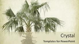  Presentation with palm leaves - Slides consisting of paper background with palm leaves background and a  colored foreground
