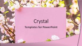  Presentation with frame pink - Beautiful PPT layouts featuring paper blank between flowering almond backdrop and a  colored foreground