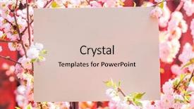  Presentation with frame pink - Slide deck with paper blank between flowering almond background and a  colored foreground