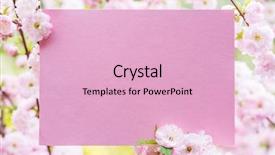  Presentation with frame pink - Colorful PPT theme enhanced with paper blank between flowering almond backdrop and a  colored foreground