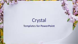  Presentation with frame pink - Audience pleasing PPT layouts consisting of paper blank between flowering almond backdrop and a  colored foreground