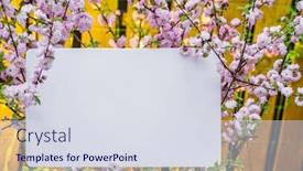  Presentation with frame pink - Colorful PPT theme enhanced with paper-blank-between-flowering-almond backdrop and a sky blue colored foreground