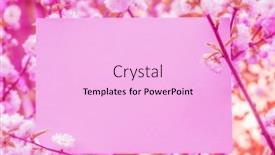  Presentation with frame pink - Slide deck enhanced with paper-blank-between-flowering-almond background and a lavender colored foreground