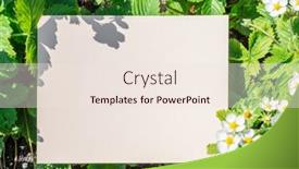  Presentation with strawberry - PPT layouts having paper-blank-between-strawberry-flowering background and a sky blue colored foreground