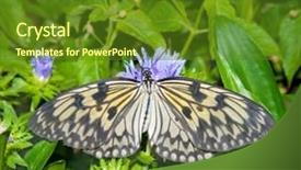  Presentation with big idea - Slide deck consisting of paper kite idea leuconoe butterfly background and a tawny brown colored foreground