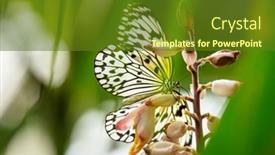  Presentation with kite - Beautiful slide set featuring paper-kite-idea-leuconoe backdrop and a tawny brown colored foreground