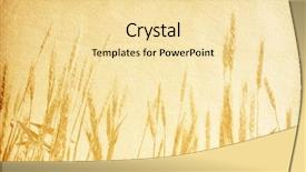  Presentation with vintage paper - Cool new PPT layouts with paper textures field of wheat backdrop and a blonde colored foreground