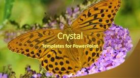  Presentation with silver - Colorful presentation theme enhanced with paphia on a butterfly-bush backdrop and a  colored foreground