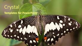  Presentation with butterfly - Presentation design having papilio-demoleus-butterfly-standing background and a tawny brown colored foreground