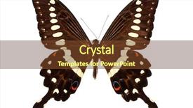  Presentation with butterfly - PPT theme enhanced with papilio lormieri butterfly central emperor background and a  colored foreground