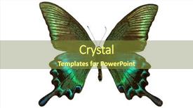  Presentation with butterfly transformation - Slide set having papilio maackii butterfly swallowtail butterfly background and a tawny brown colored foreground