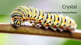  Presentation with caterpillar - Beautiful PPT theme featuring papilio machaon caterpillar in threatening backdrop and a soft green colored foreground
