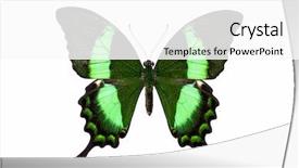  Presentation with beautiful green - Beautiful PPT theme featuring papilio palinuris beautiful butterfly backdrop and a white colored foreground