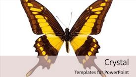  Presentation with king - PPT layouts featuring papilio thoas king swallowtail butterfly background and a soft green colored foreground
