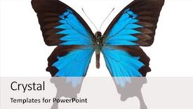  Presentation with butterfly - Beautiful slide set featuring papilio ulysses butterfly isolated backdrop and a light gray colored foreground