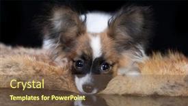  Presentation with cute christmas pug puppy dog - Theme having papillon-dog-puppy-standing-facing background and a tawny brown colored foreground