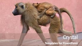  Presentation with bearing - Colorful slides enhanced with papio papio female baboon bearing backdrop and a coral colored foreground