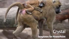  Presentation with bearing - Slide deck featuring papio papio female baboon bearing background and a gray colored foreground