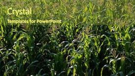  Presentation with papyrus - Amazing presentation having papyrus field near luxor egypt backdrop and a  colored foreground