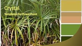  Presentation with raw material - Cool new presentation with papyrus plant background with complimentary backdrop and a tawny brown colored foreground